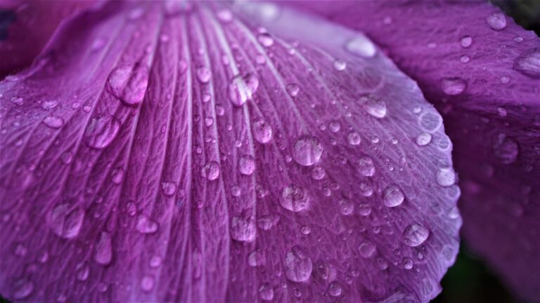 Digital Nomad Lifestyle: Balancing Work and Travel for Location Independence