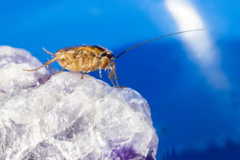 Gastrointestinal Health and Cell Therapy: Betbhai com, Playexch login, Gold 365