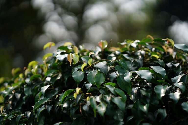 The Art of Couture Fashion: Handcrafted Luxury Designs: Silverexch com, Goldenexch create account, Betbook247 com login