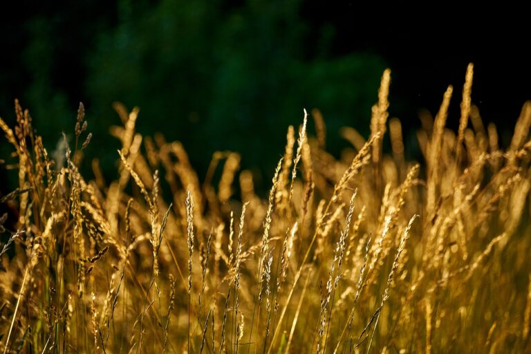 Spice-inspired Trivia Nights: Quizzing with Flavorful Questions: Laser 247 book, Silverexch com, 11xplay