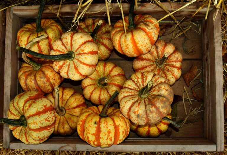 Trends in Gaming Merchandise Distribution: Sky247 login, Gold365 betting, Gold365