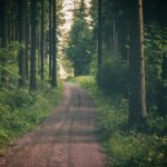 The Impact of Aftermarket Camshafts and Valve Springs on Engine Performance: All panel mahadev, Lotusbhai, Allpaanel. Com login