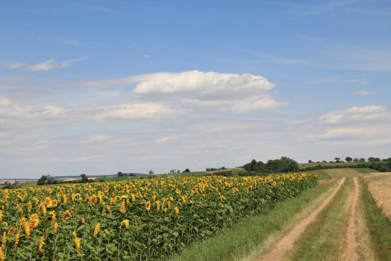 The Role of Aftermarket Cold Air Intakes and Ram Air Intake Systems in Engine Efficiency: All pannel.com, Lotus book 365, Laserbook247