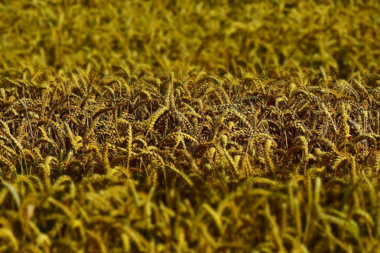 Spice-inspired Cooking Classes: Learning with Flavorful Recipes: 11x play online, Reddy bet, Golden777